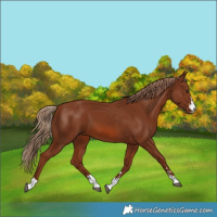 Horse Color:Chestnut 
