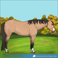 Horse Color:Bay Dun