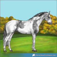 Horse Color:White Spotted Black Splash Tobiano Frame Varnish 