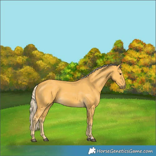 Horse Color:Palomino