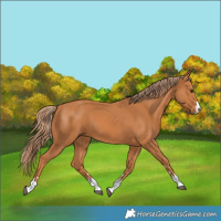 Horse Color:Chestnut 