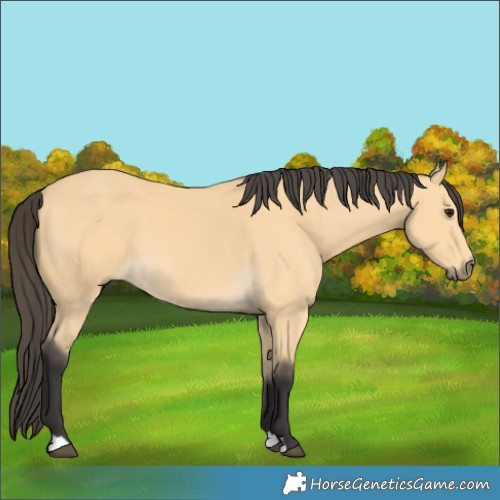 Horse Color:Buckskin 