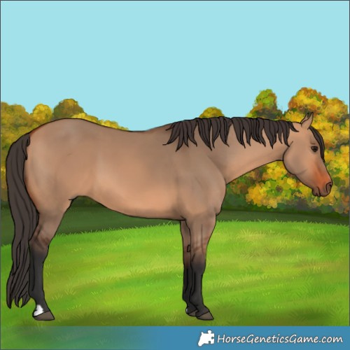 Horse Color:Bay Dun 