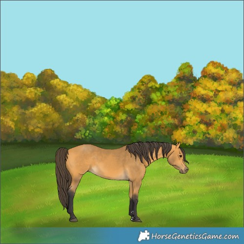 Horse Color:Buckskin 