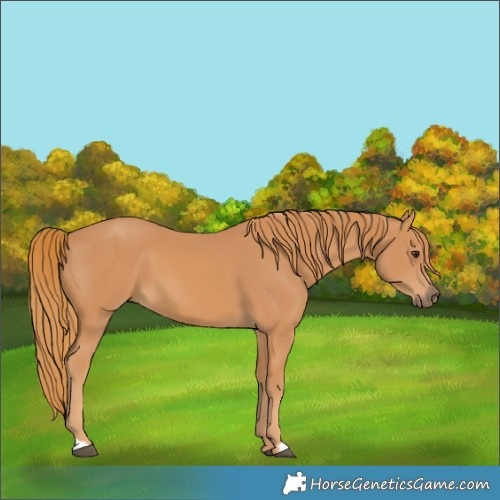 Horse Color:Chestnut 