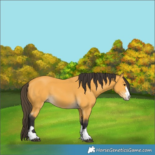 Horse Color:Buckskin 