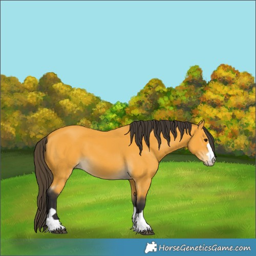 Horse Color:Buckskin 