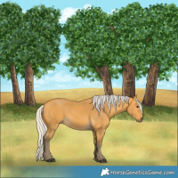 Horse Color:Silver Buckskin 