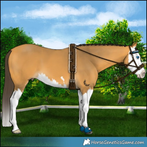Horse Color:Buckskin Splash 