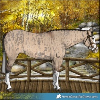 Horse Color:Smoky Grullo Sabino Splash  and Bay Dun Splash 