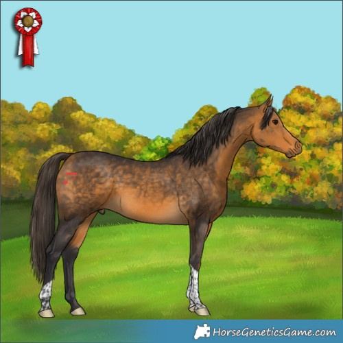 Horse Color:Buckskin Tobiano Rabicano 