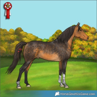 Horse Color:Buckskin Tobiano Rabicano