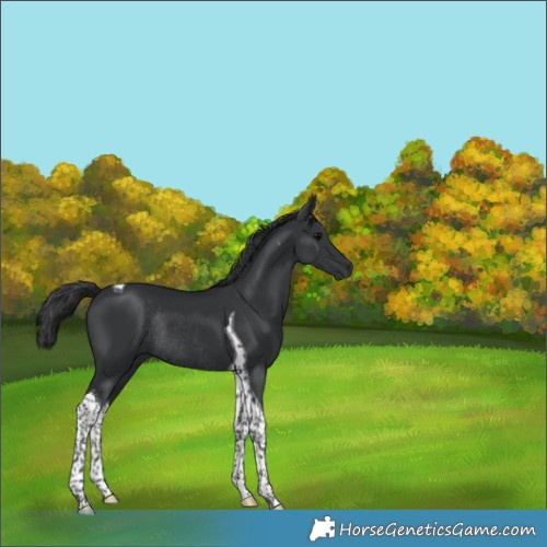 Horse Color:Black Tobiano Rabicano 