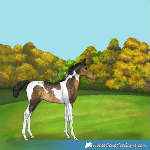 Horse Color:Buckskin Tobiano Rabicano