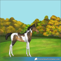 Horse Color:Buckskin Tobiano Rabicano