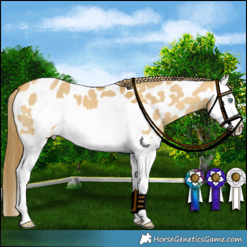 Horse Color:Sable Cream Champagne Dun Splash Frame Appaloosa 
