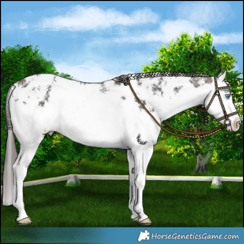 Horse Color:Brown Sabino Splash Near Leopard 