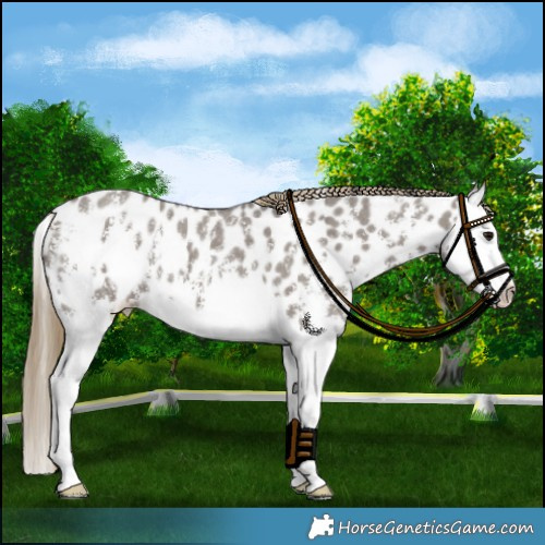 Horse Color:Smoky Grullo Sabino Splash Near Leopard 