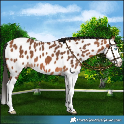 Horse Color:Bay Splash Near Leopard 