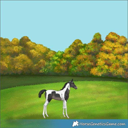 Horse Color:Black Tobiano 