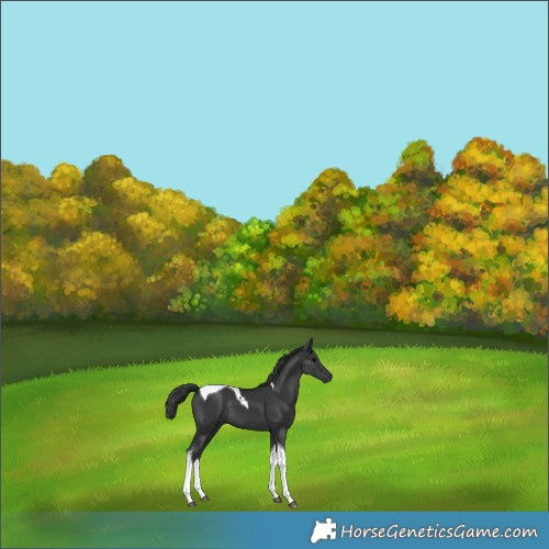 Horse Color:Black Tobiano 