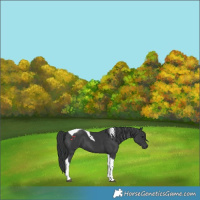 Horse Color:Black Tobiano 