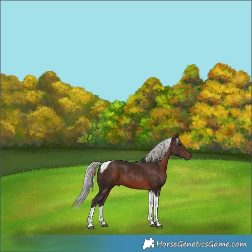 Horse Color:Silver Brown Tobiano 