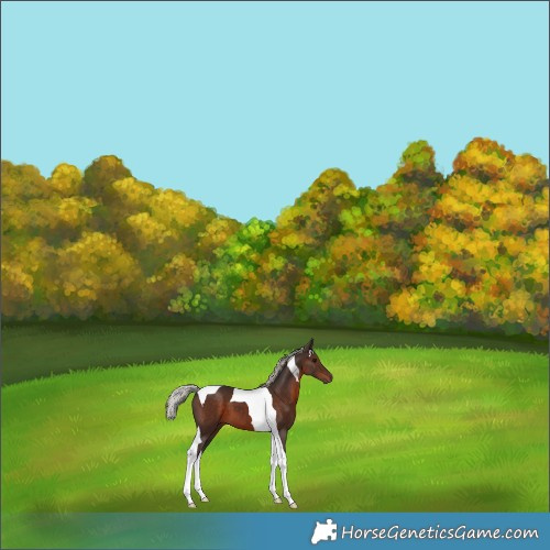 Horse Color:Silver Brown Tobiano 