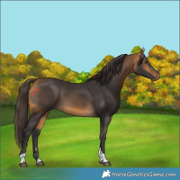 Horse Color:Buckskin Tobiano Rabicano 