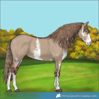 Horse Color:Liver Red Dun Sabino Rabicano