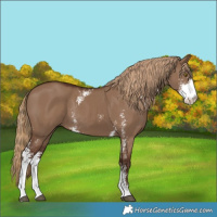 Horse Color:Liver Red Dun Sabino Rabicano