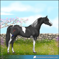 Horse Color:Black Tobiano Rabicano