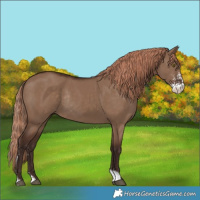 Horse Color:Liver Red Dun Sabino Rabicano 