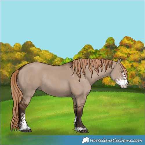 Horse Color:Liver Red Dun Sabino Rabicano 