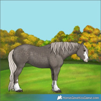 Horse Color:Silver Black 