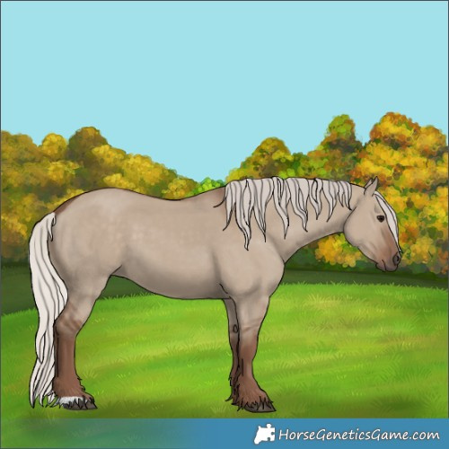 Horse Color:Silver Grullo 