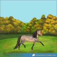 Horse Color:White Spotted Buckskin Roan 