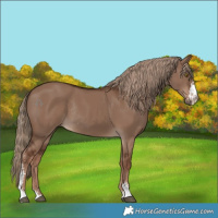 Horse Color:Liver Red Dun Sabino Rabicano 