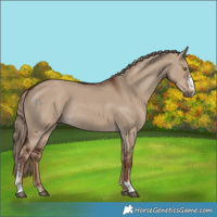 Horse Color:Liver Red Dun Sabino Rabicano