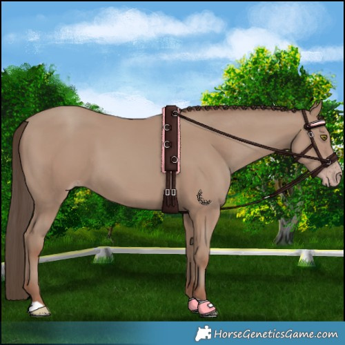 Horse Color:Classic Champagne