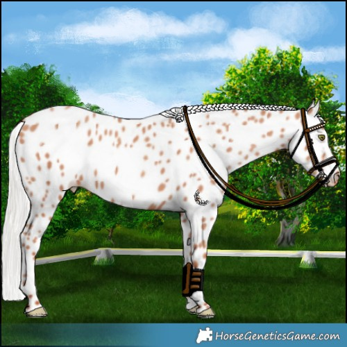 Horse Color:Silver Classic Champagne Appaloosa
