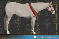 Horse Color:Classic Cream Champagne
