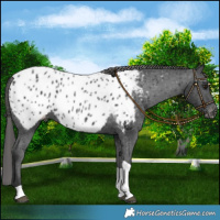 Horse Color:Black Tobiano Near Leopard 