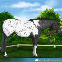 Horse Color:Black Tobiano Appaloosa 