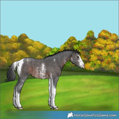 Horse Color:Brown Sabino Tobiano Appaloosa 