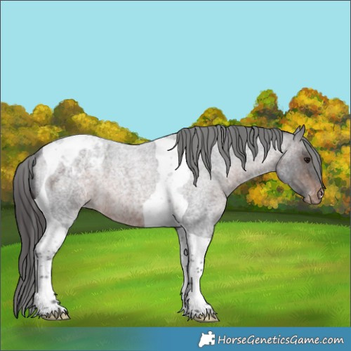 Horse Color:Brown Roan Tobiano Appaloosa 