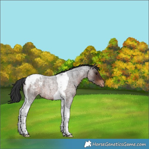 Horse Color:Brown Roan Tobiano Appaloosa 