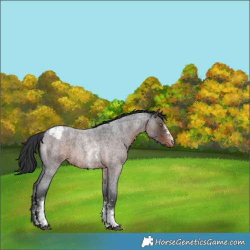 Horse Color:Brown Roan Sabino Appaloosa 