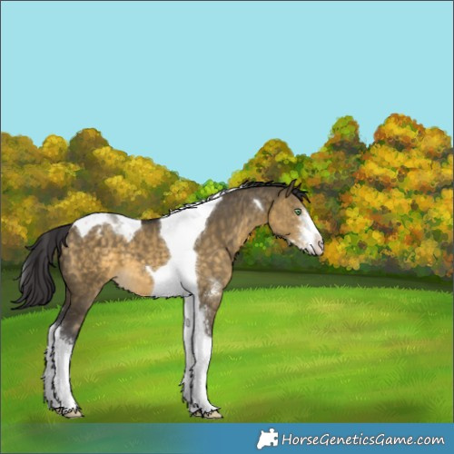 Horse Color:Buckskin Dun Sabino Tobiano Appaloosa 