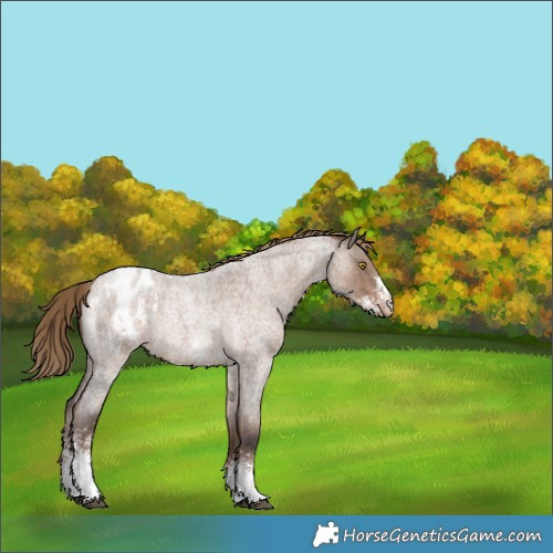 Horse Color:Liver Red Dun Roan Sabino Appaloosa 